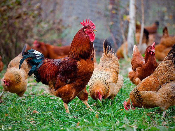 Породы куриц | ЗооТом - продажа, вязка и услуги для животных в Дмитровске