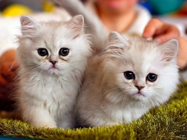Породы кошек в Дмитровске | ЗооТом портал о животных