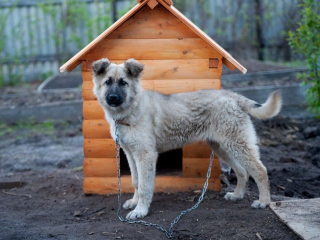 Все о собаках в Дмитровске Все о собаках в Дмитровске